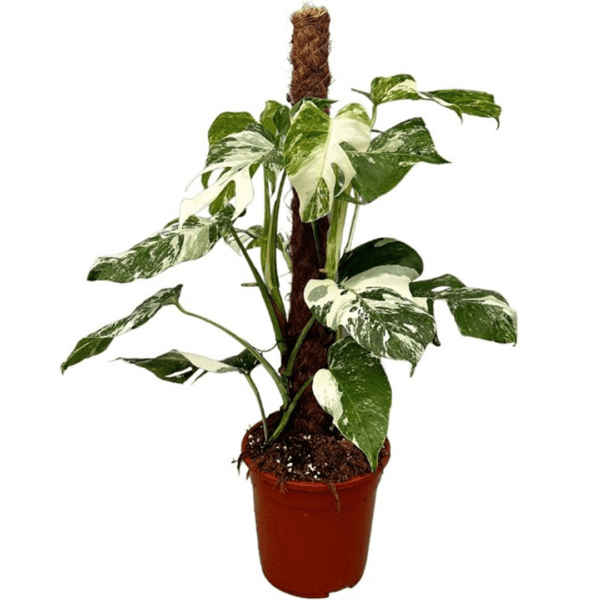Monstera Variegada - Imagen 3