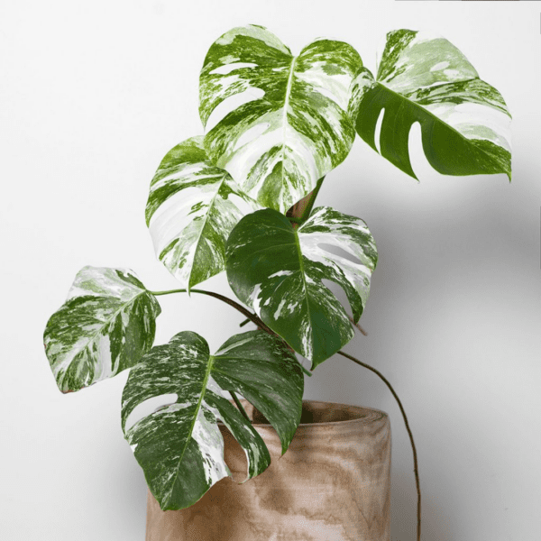 Monstera Variegada - Imagen 2