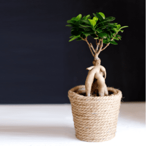 Bonsái Ficus Ginseng