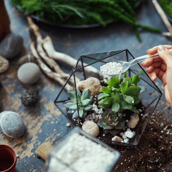 Taller de Terrarios Botánicos - Imagen 4