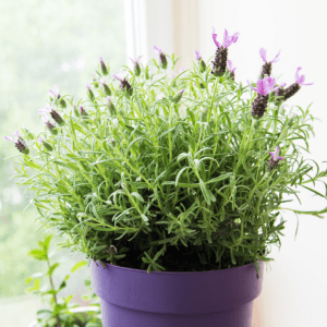 Lavanda en Maceta
