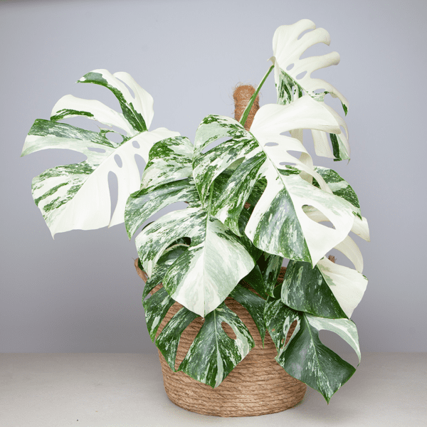 Monstera Variegada - Imagen 4