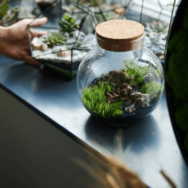 Taller de Terrarios Botánicos - Imagen 3