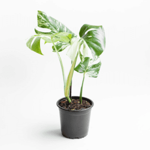 Monstera Variegada