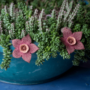 Cactus Orbea Variegata